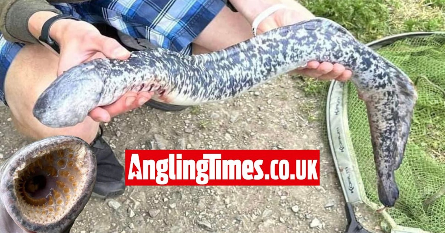 Prehistoric ‘river monster’ caught by angler