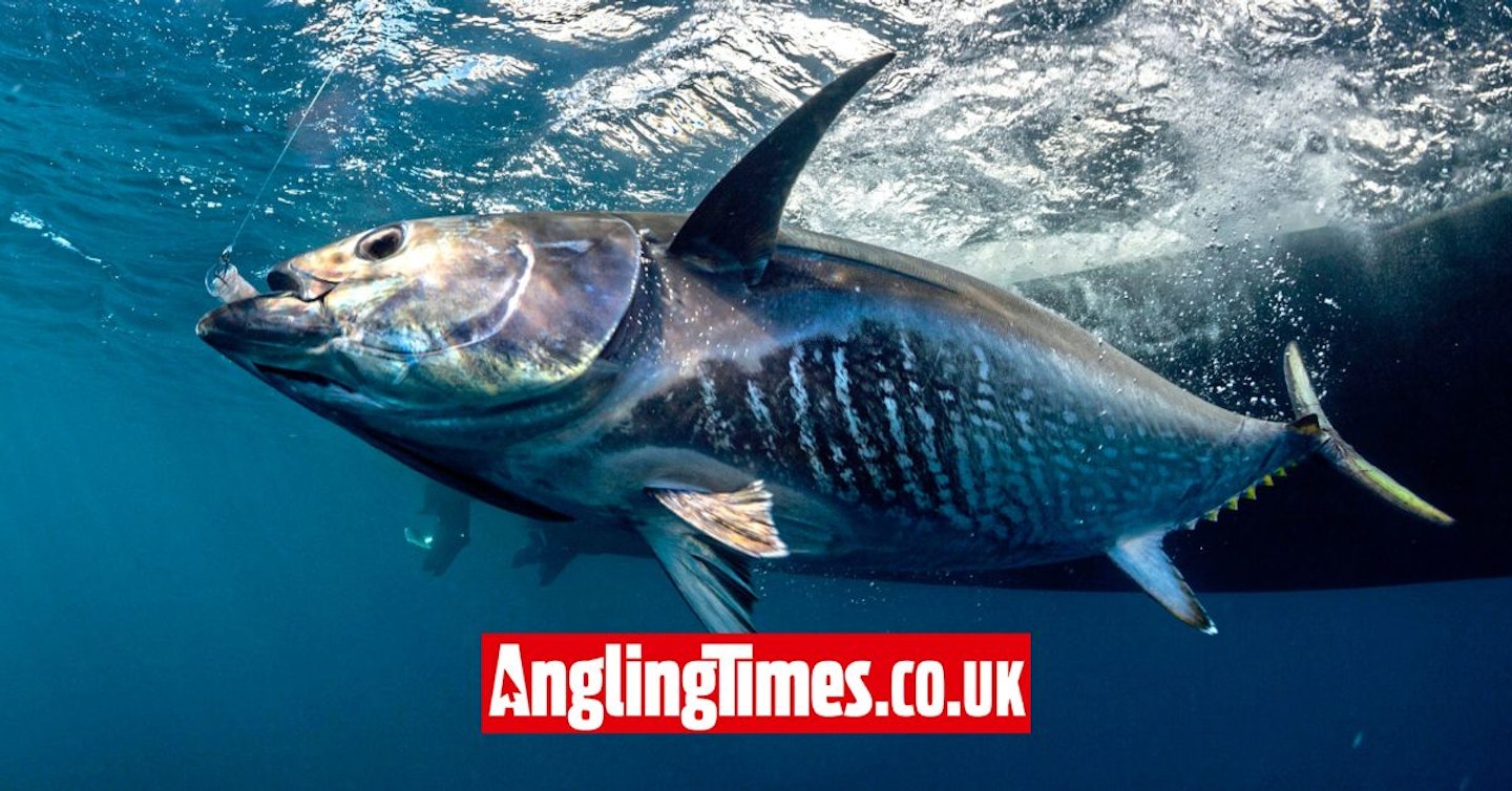 Recreational UK bluefin tuna fishery approved