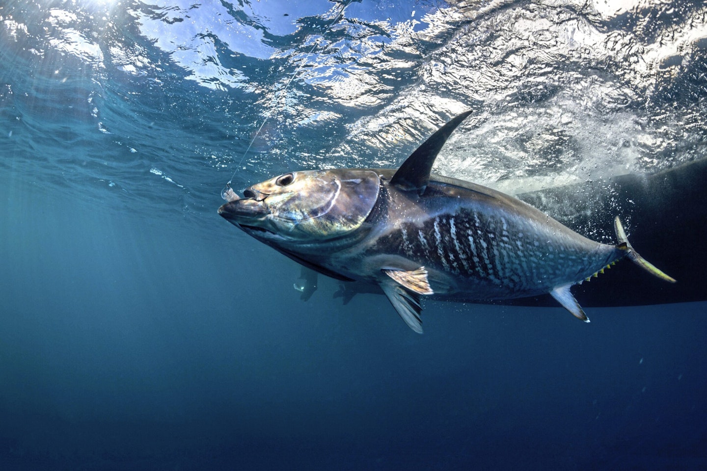 Bluefin tuna are the ultimate catch for many anglers.