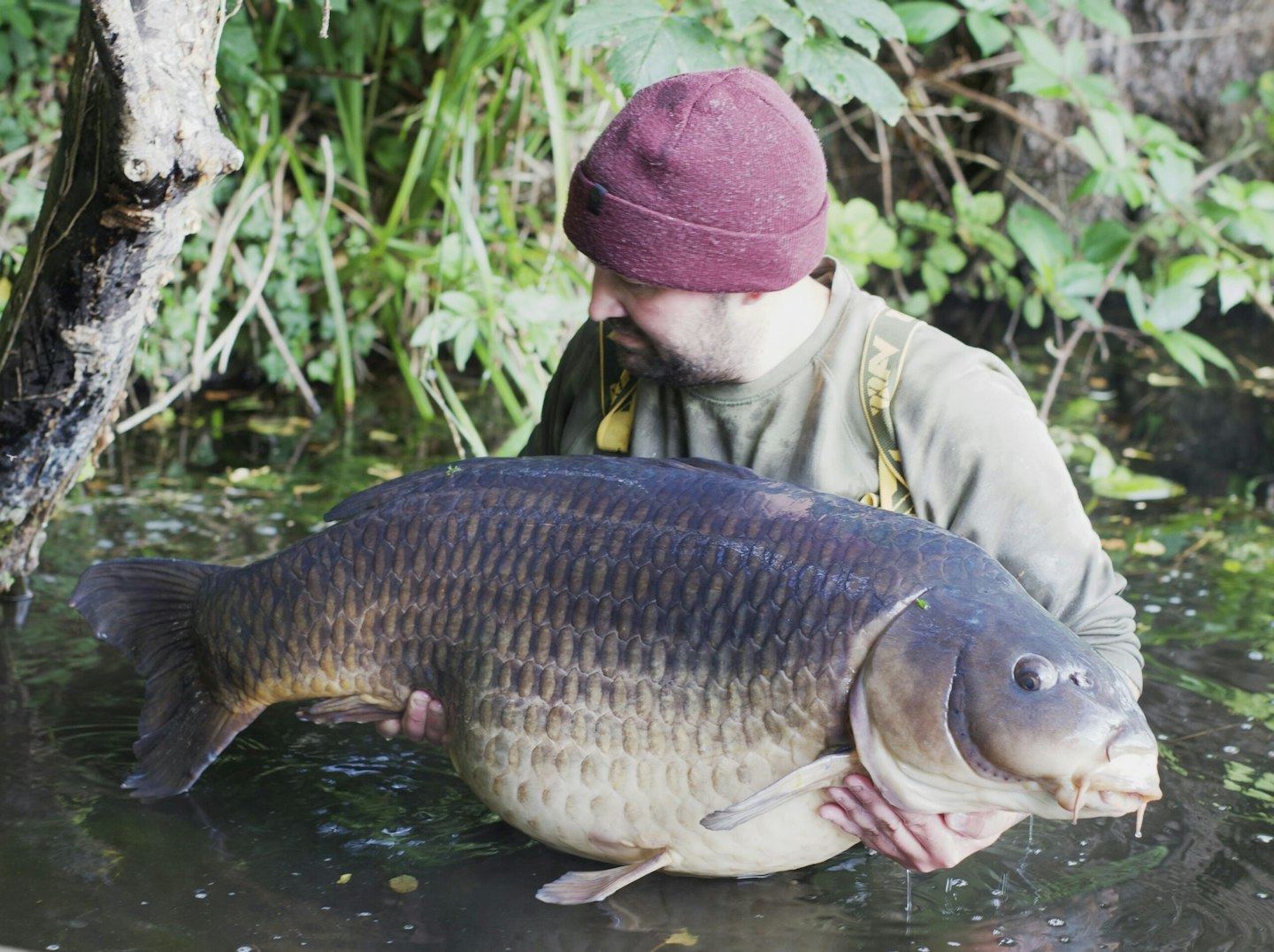 A truly enormous common for Dan.