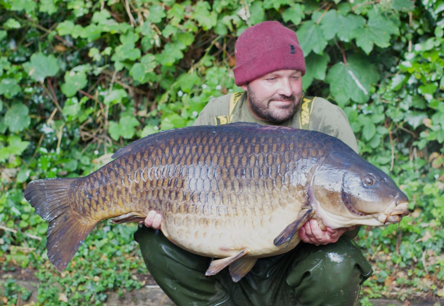 Dan Taylor 61lb common carp