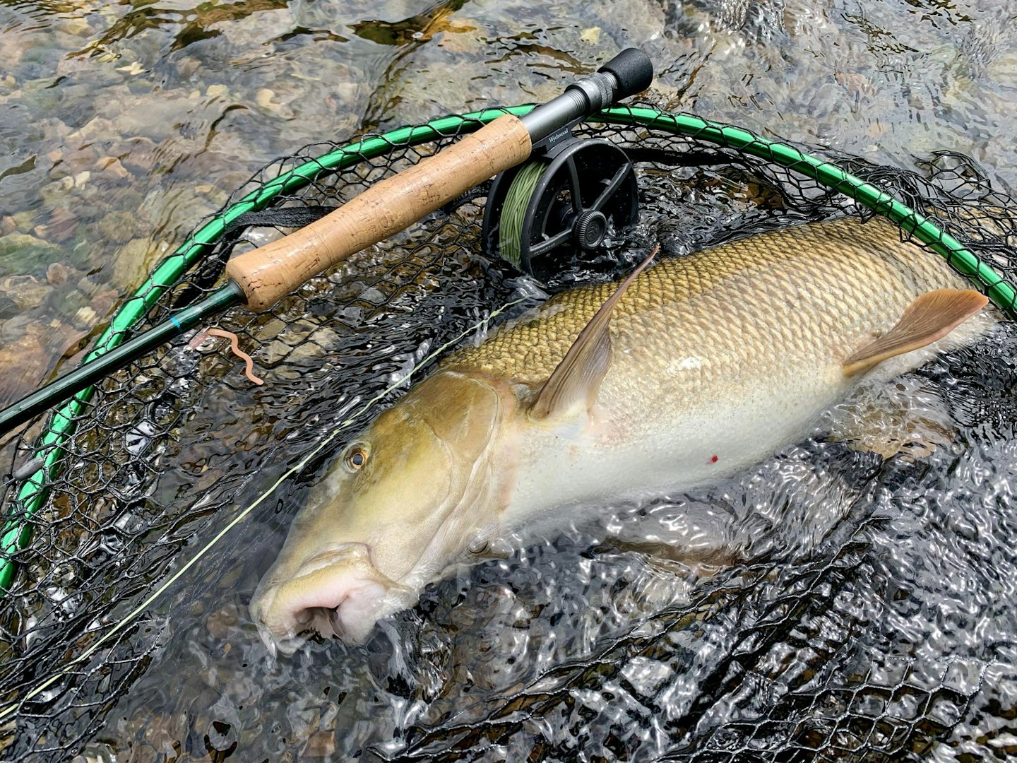 Proof you don't need pellets or meat to catch barbel