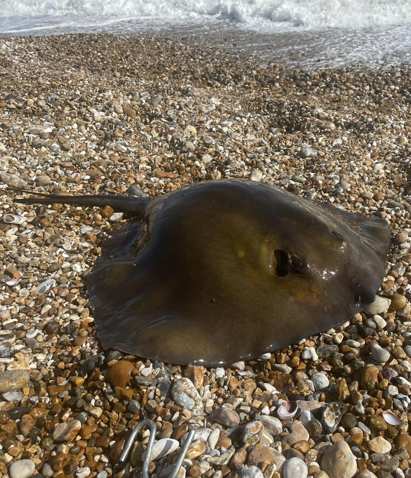 Stingrays are popping up all over the UK and you can catch them.