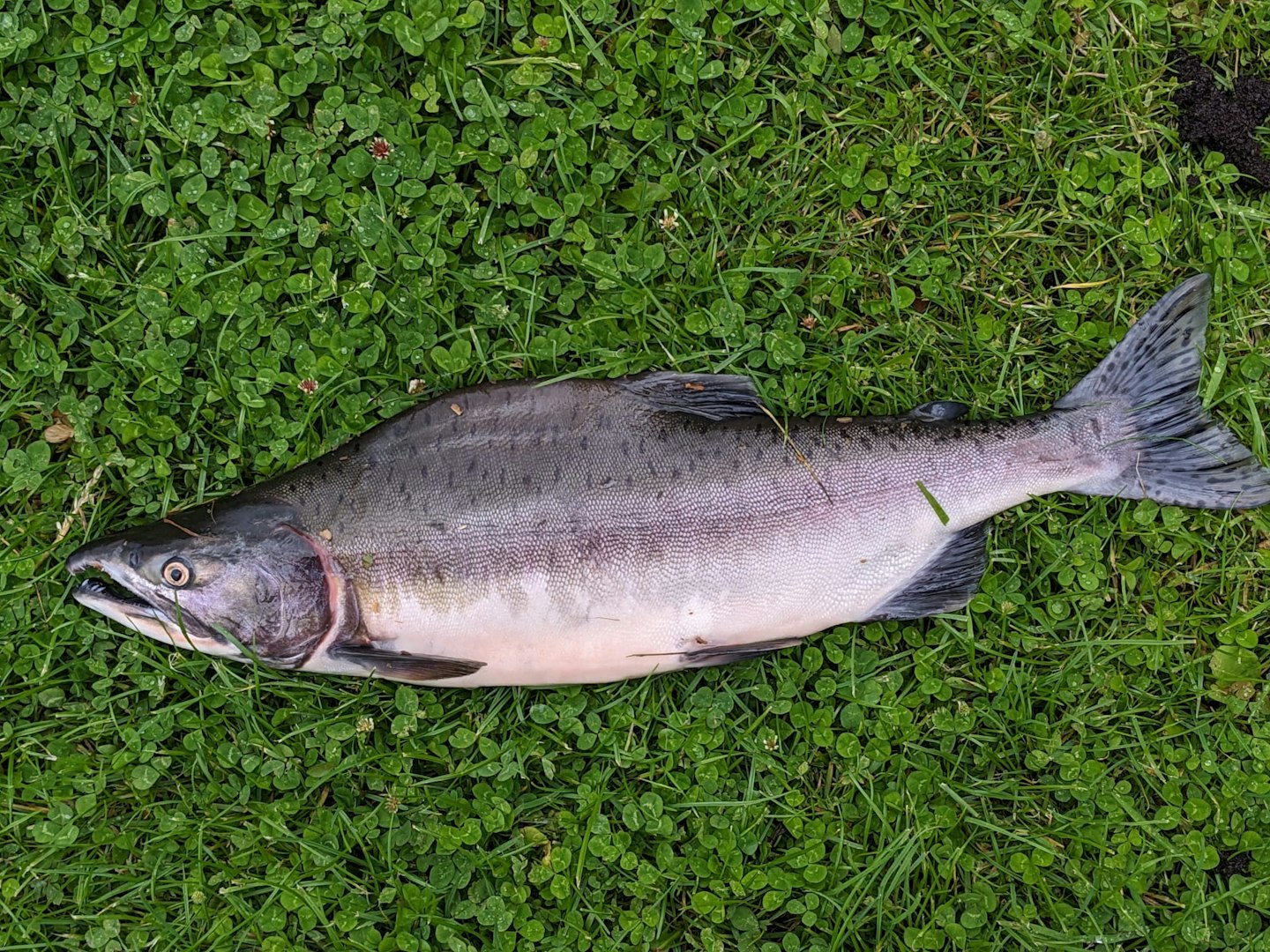 a pink salmon that was caught on the River Spey, Scotland