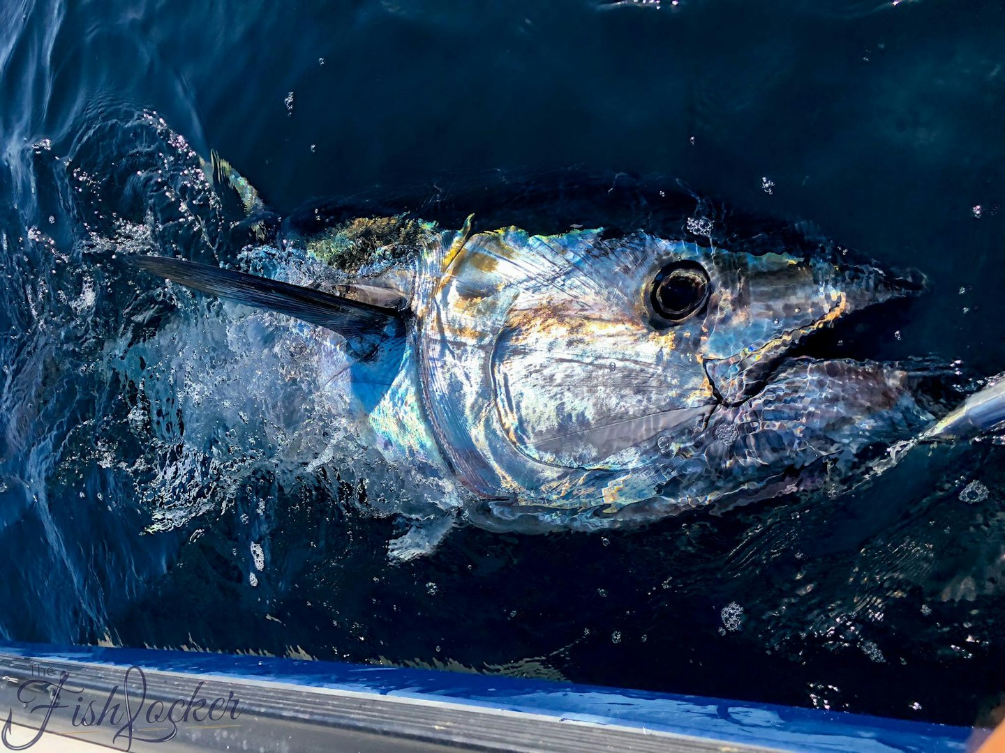A tuna successfully caught and released by John (Credit: The Fish Locker)
