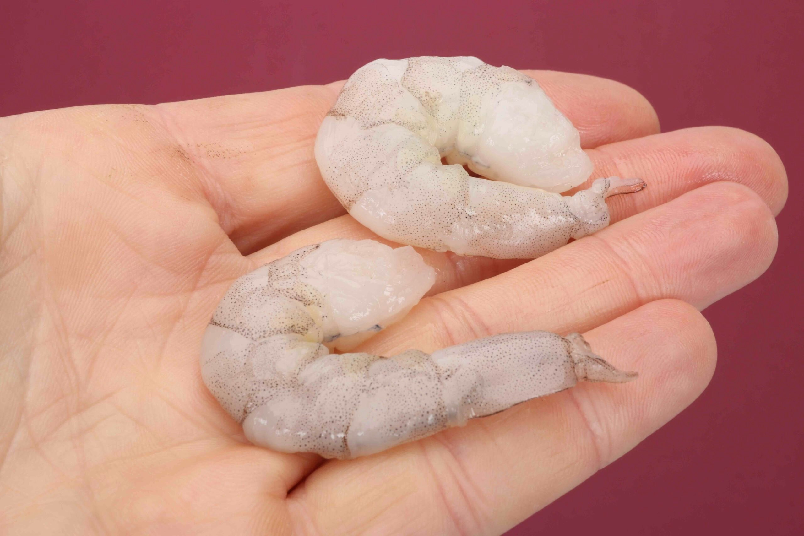 Prawns make a great bait for species like carp and perch.