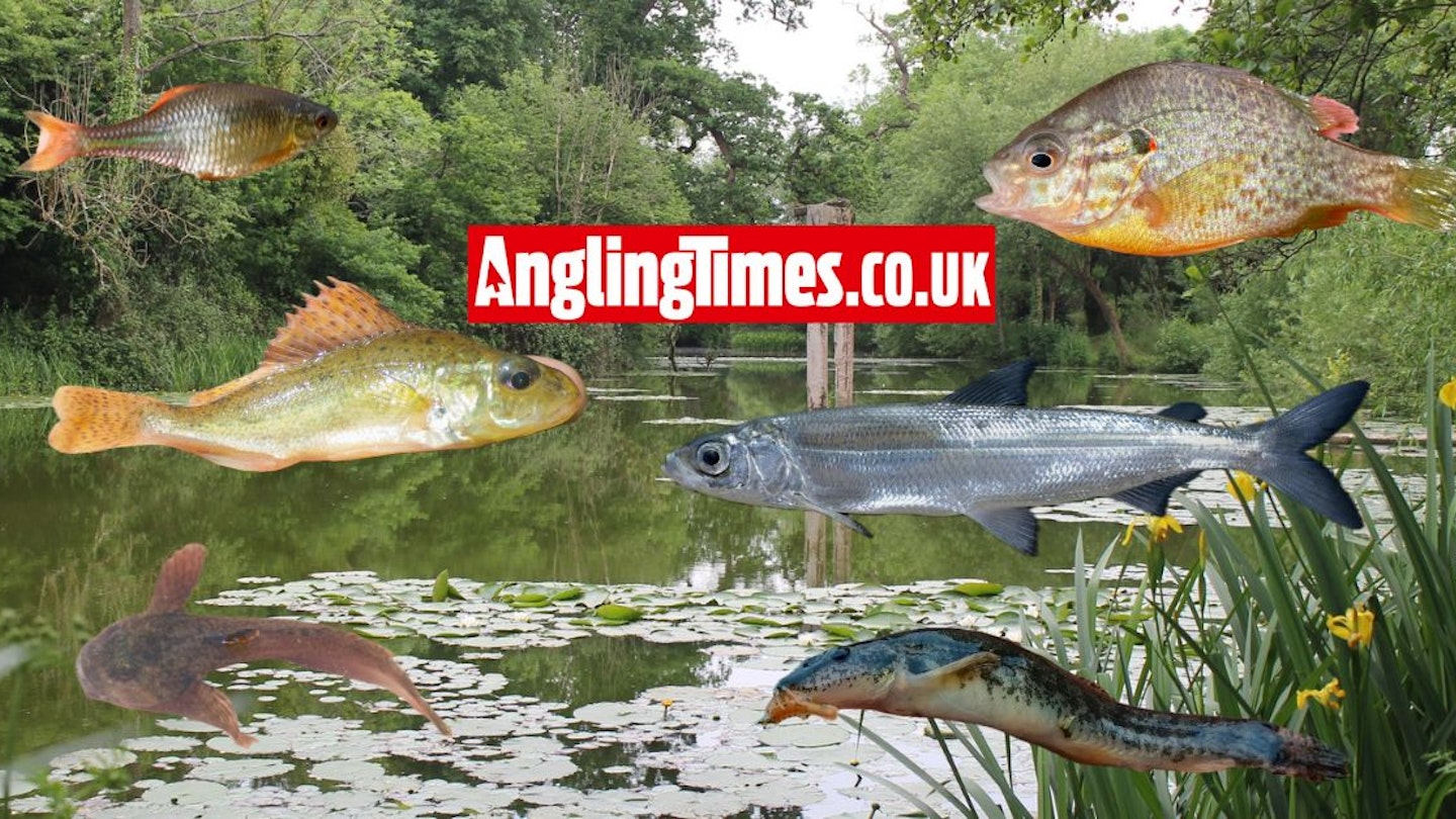 These are the rarest UK fish species you can catch | Angling Times