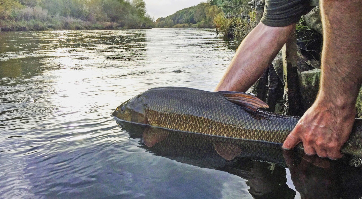 Choose the right bait and you will be releasing plenty of barbel like this