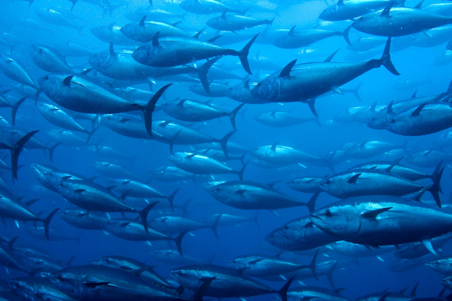 Potentially the world's best bluefin tuna fishery in our grasp