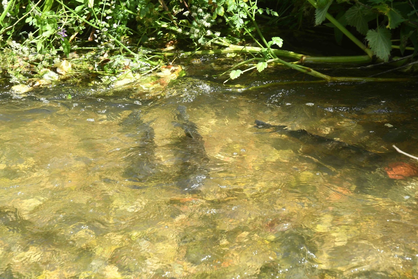 Backwater streams are perfect places to target chub that are resting up.