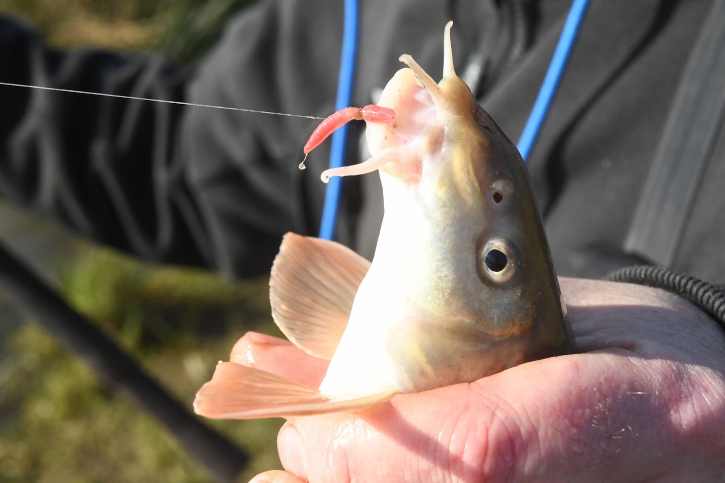 Barbel, like every fish, love maggots