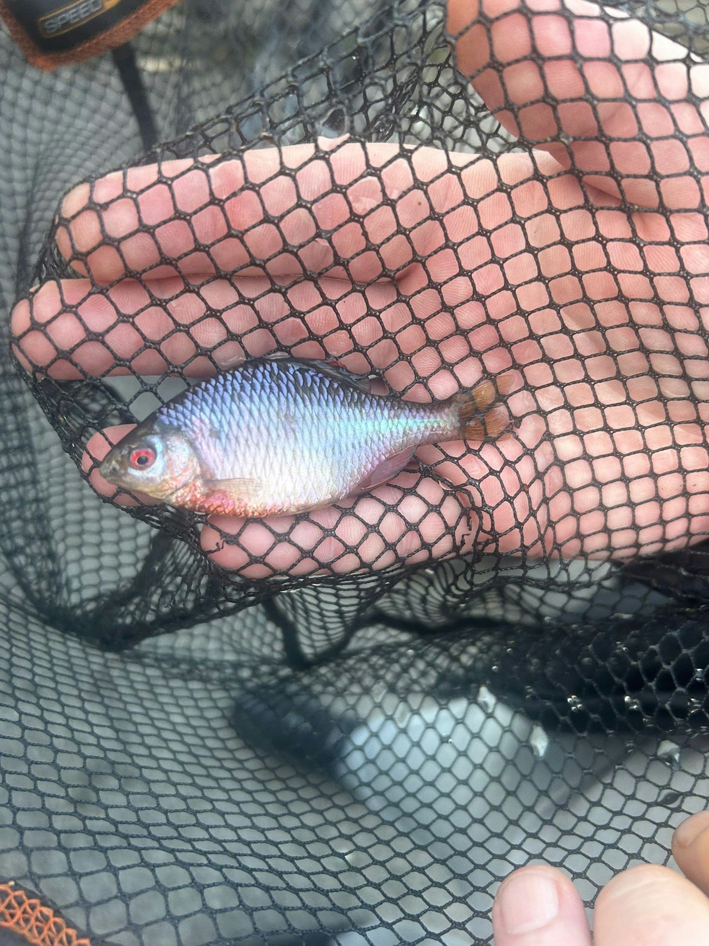 Was this unusual capture actually a British Record?