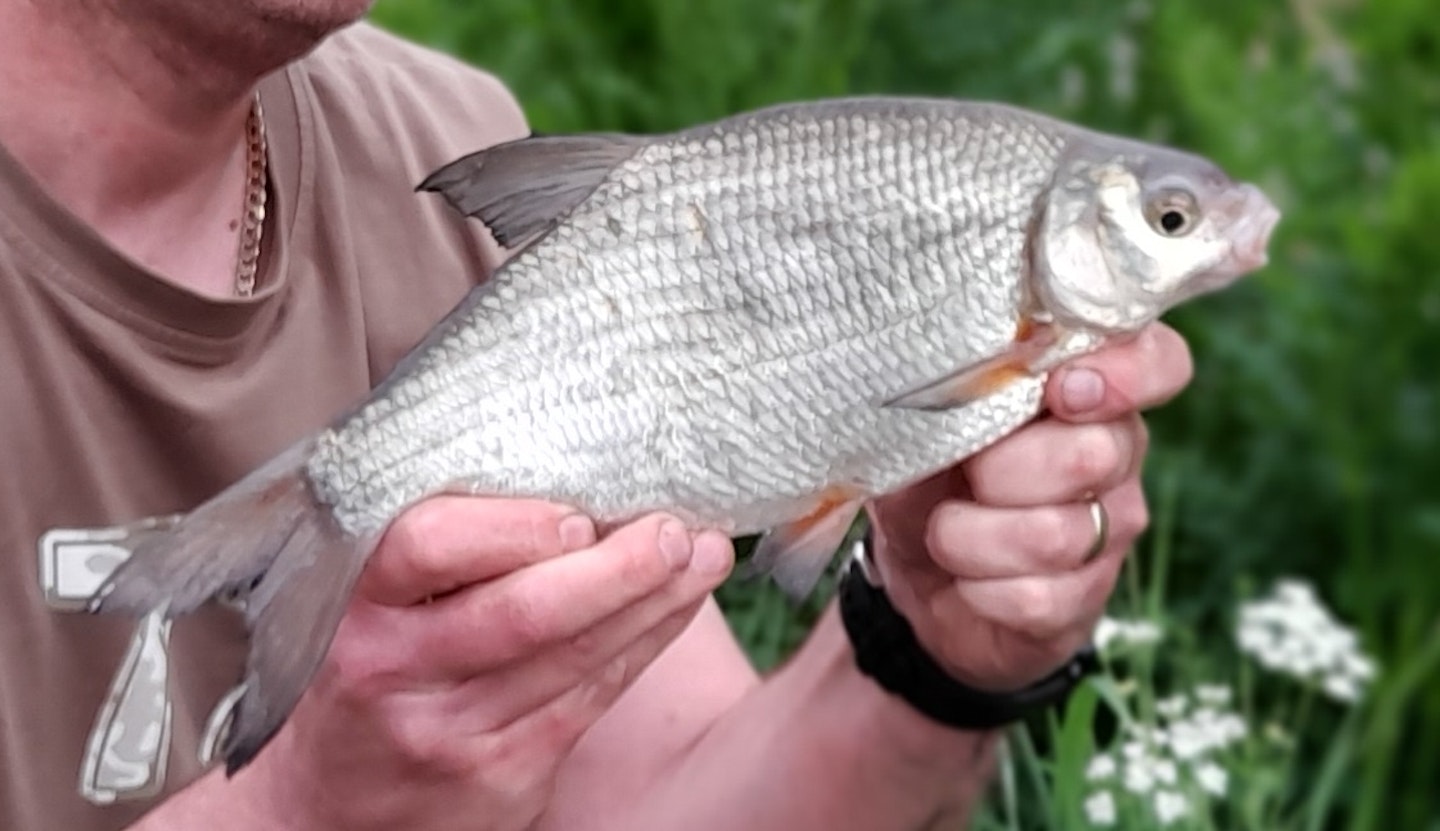 Silver bream