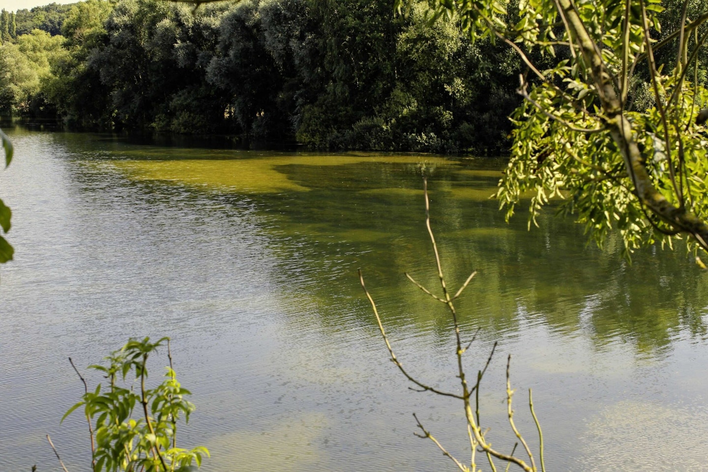 Spots are often easy to see in shallow lakes