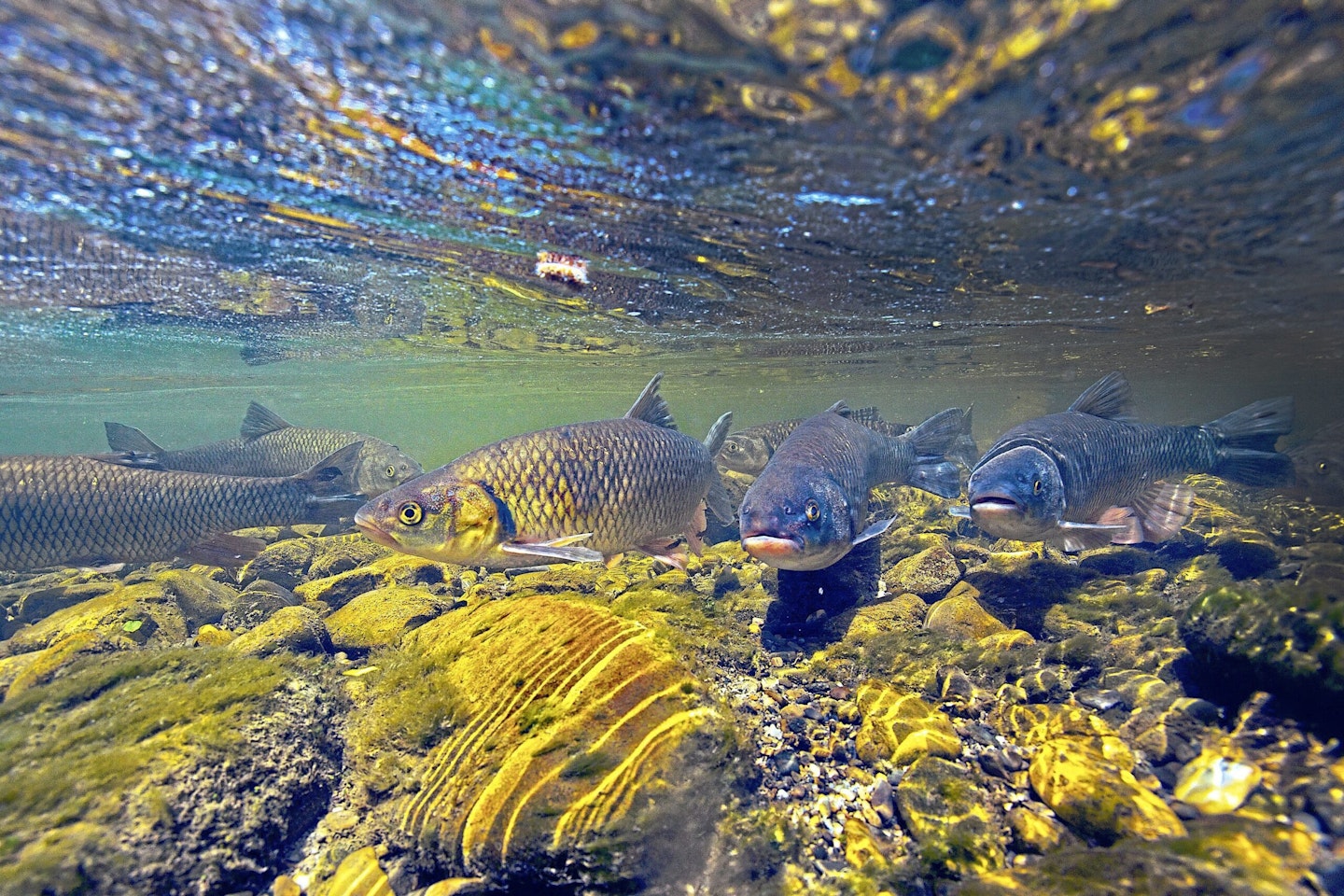 Chub will often seek highly oxygenated water in summer.