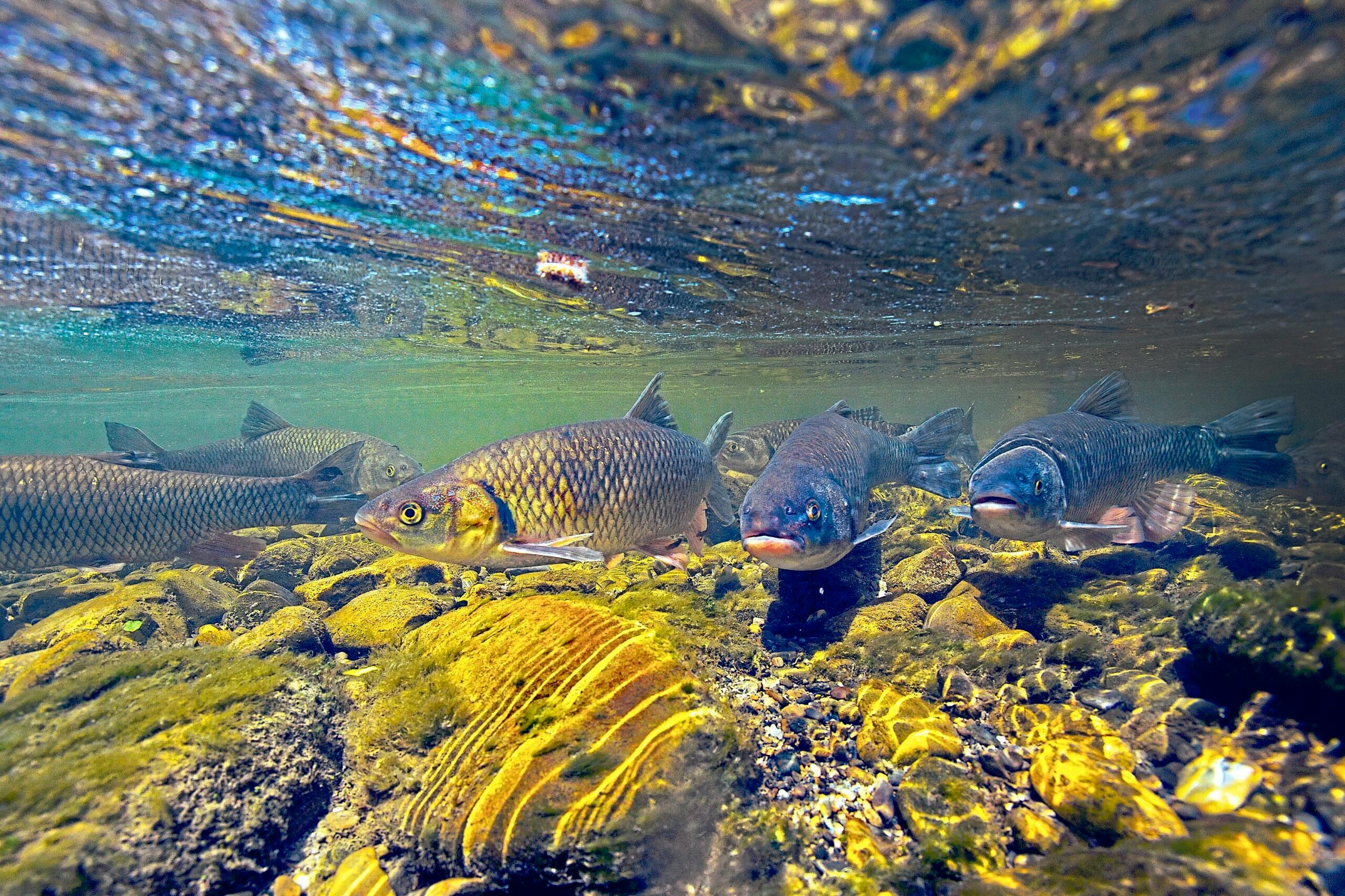 Chub will often seek highly oxygenated water in summer.