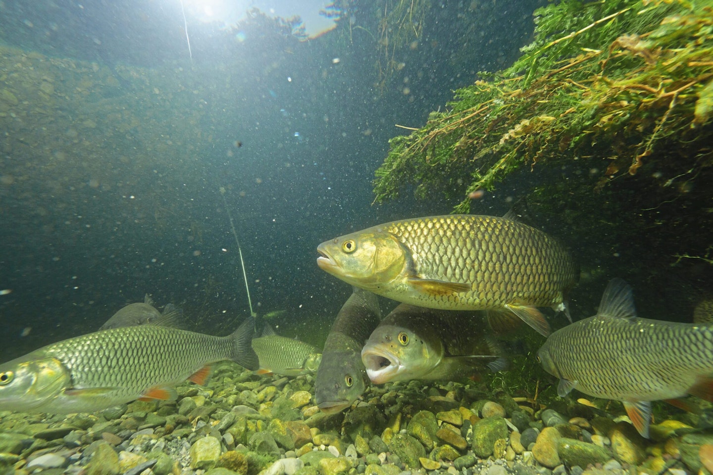 Any sort of cover is ideal for finding chub. (credit: shutterstock)