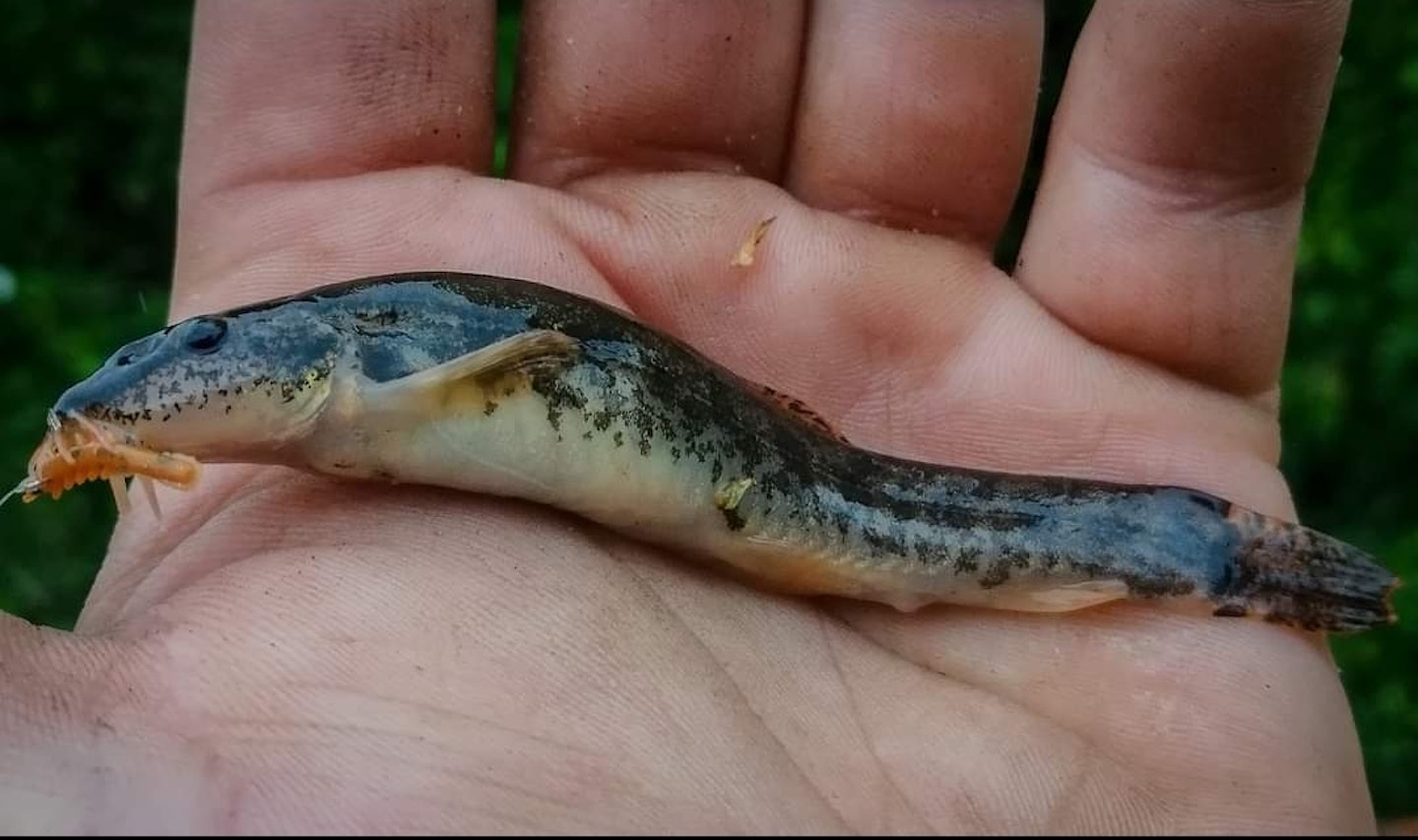 Stone loach