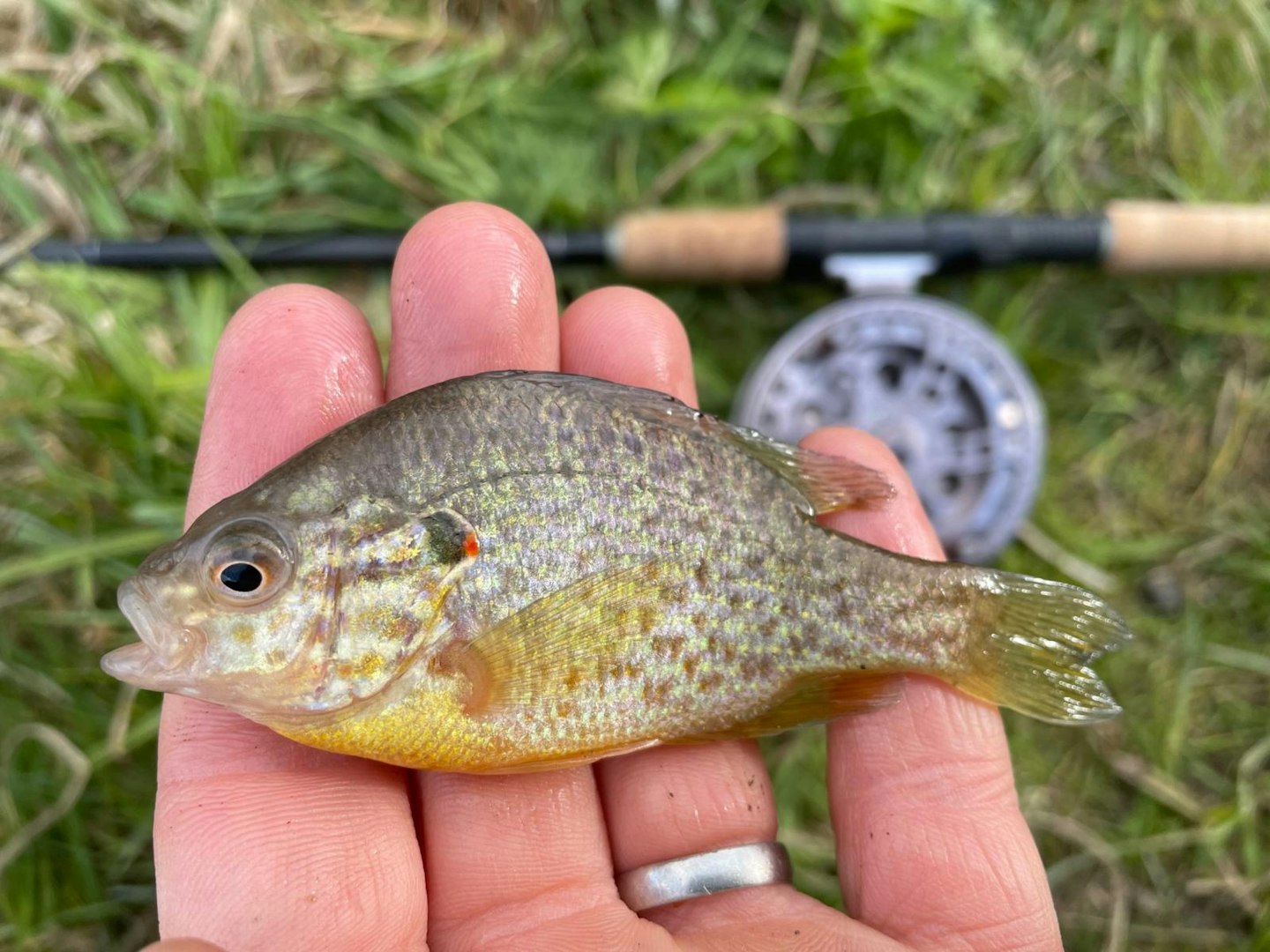 Huge pumpkinseed are plentiful here too.