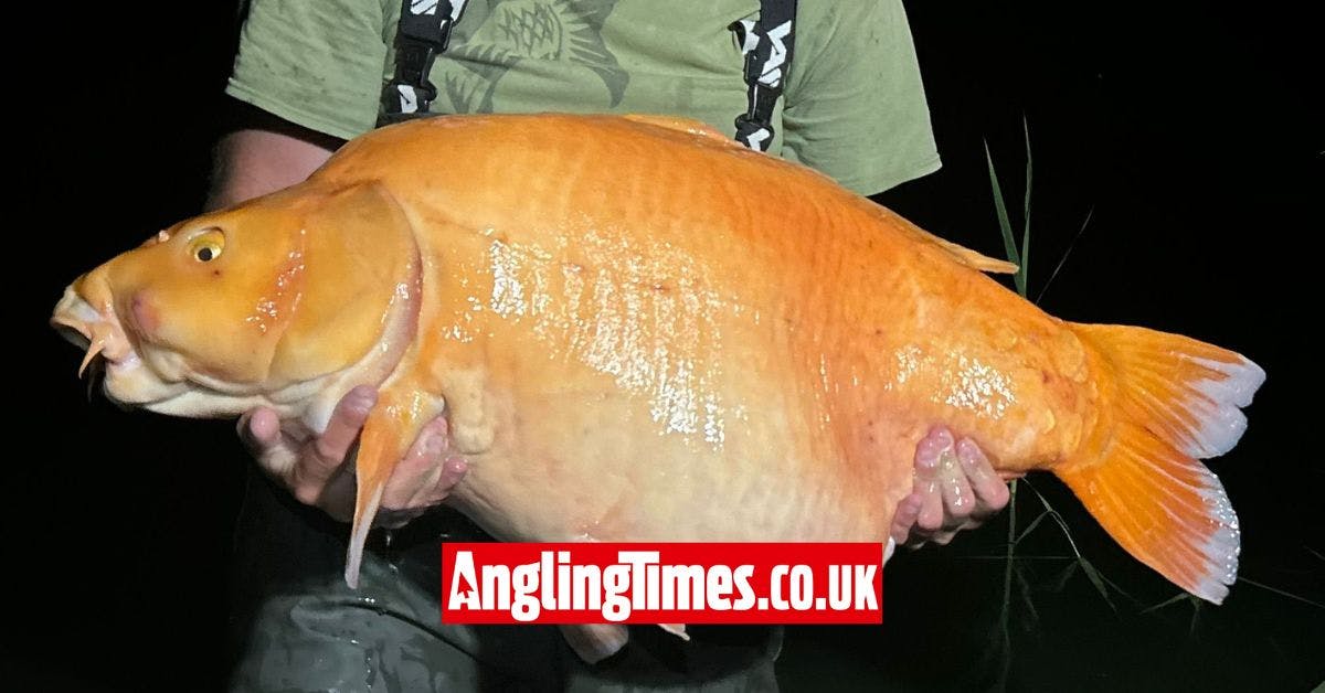 World's shops biggest goldfish