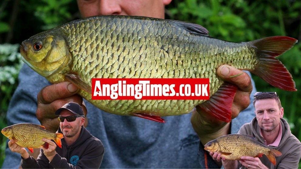 Common Rudd World Record A big rudd revolution is happening on the Fens | Angling Times