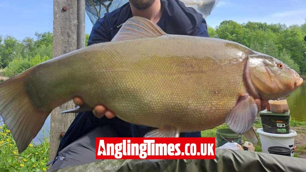 Potentially The Biggest Tench Ever Has Been Caught Angling Times potentially-the-biggest-tench-ever-has-been-caught-angling-times