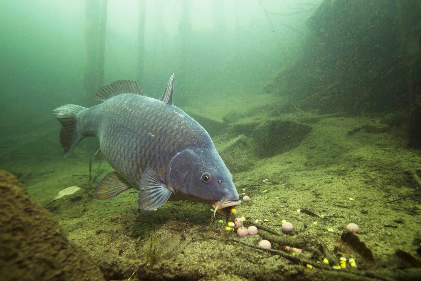 Get carp eating your prebait and they are as good as caught (credit:Shutterstock)