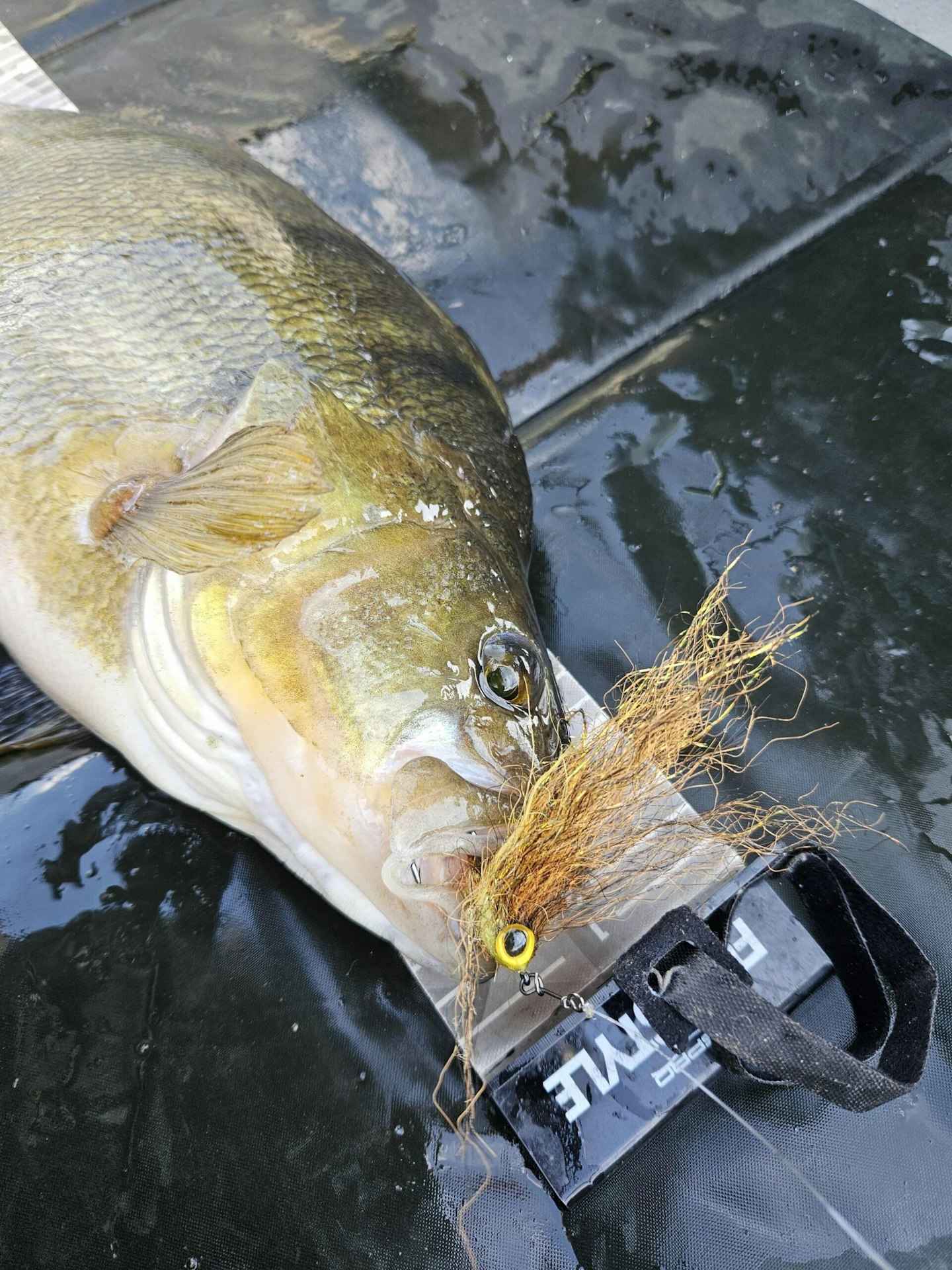 The fly that the big perch couldn't resist