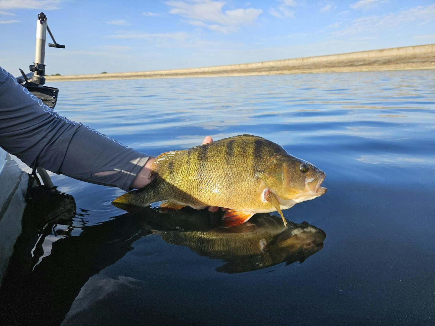 Returning the big perch back to its watery home!