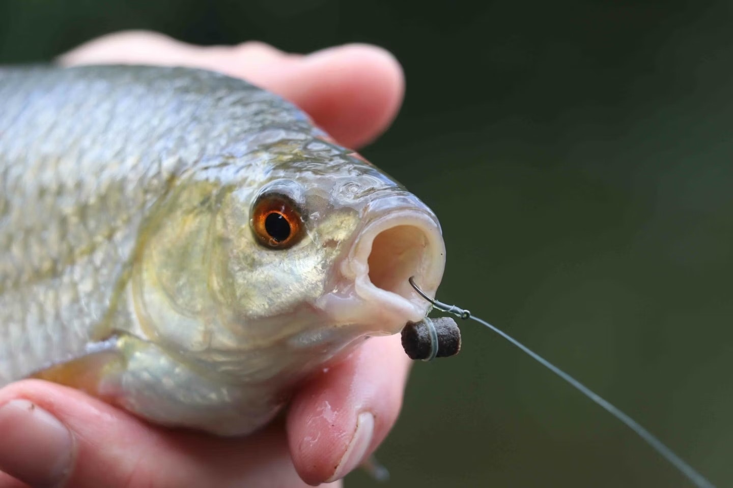 Pellets make a great bait for roach fishing