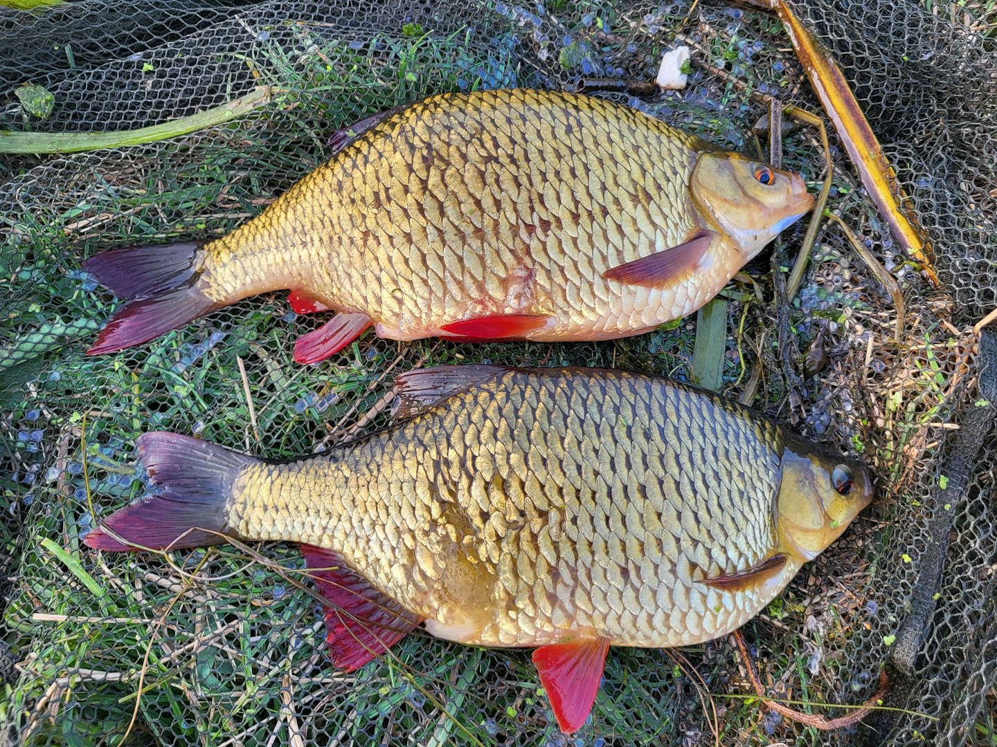 A brace of big rudd on the same session