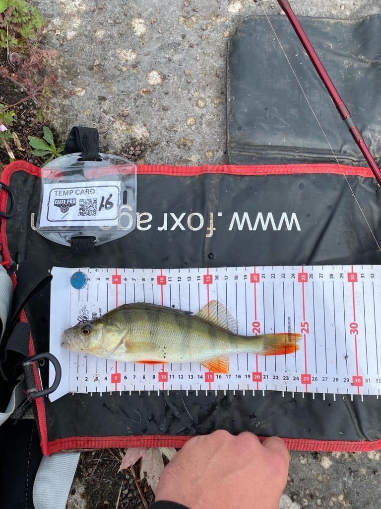 The standard stamp of perch must anglers were targeting