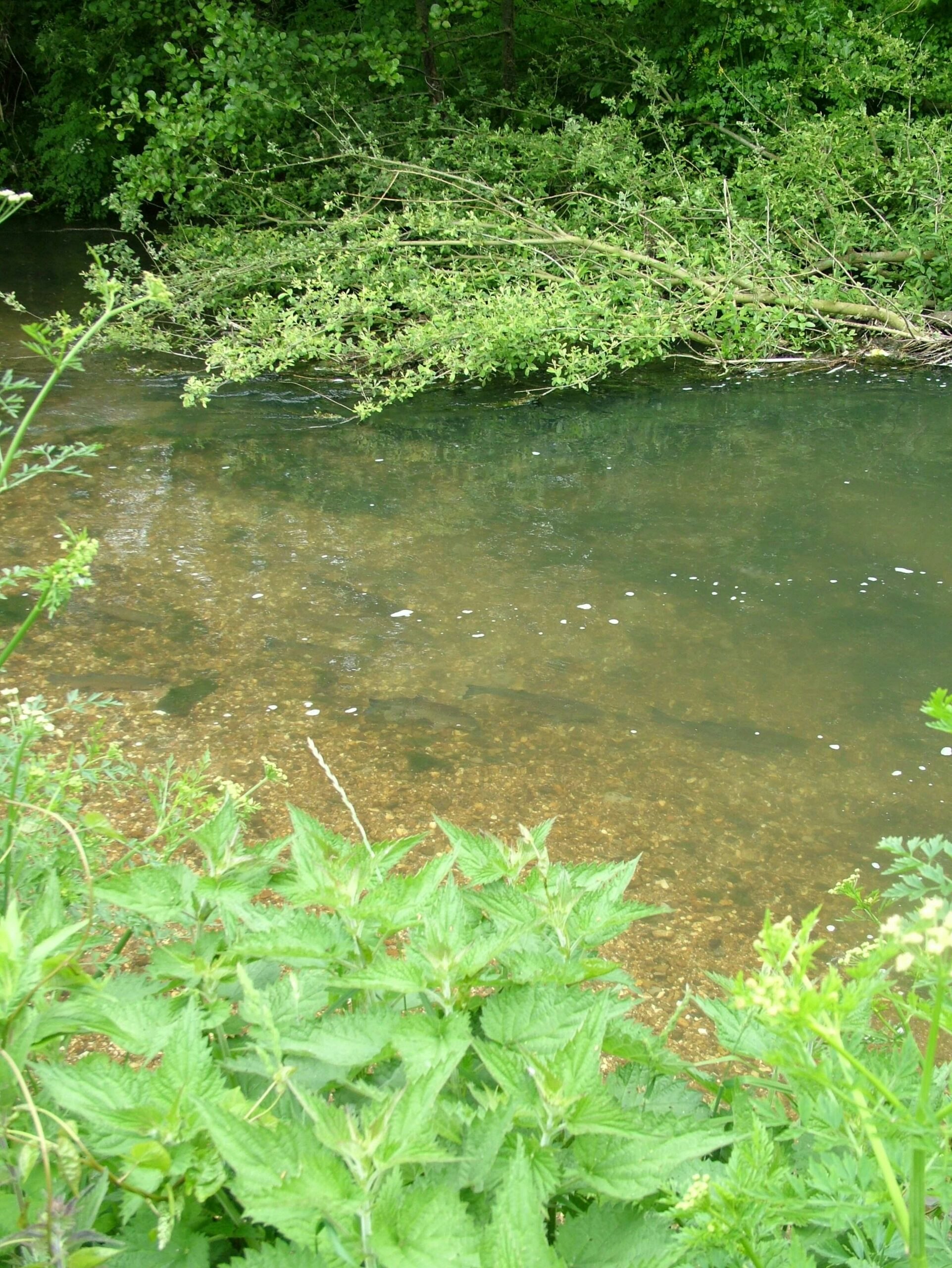 you can catch barbel from nearly any river with some effort