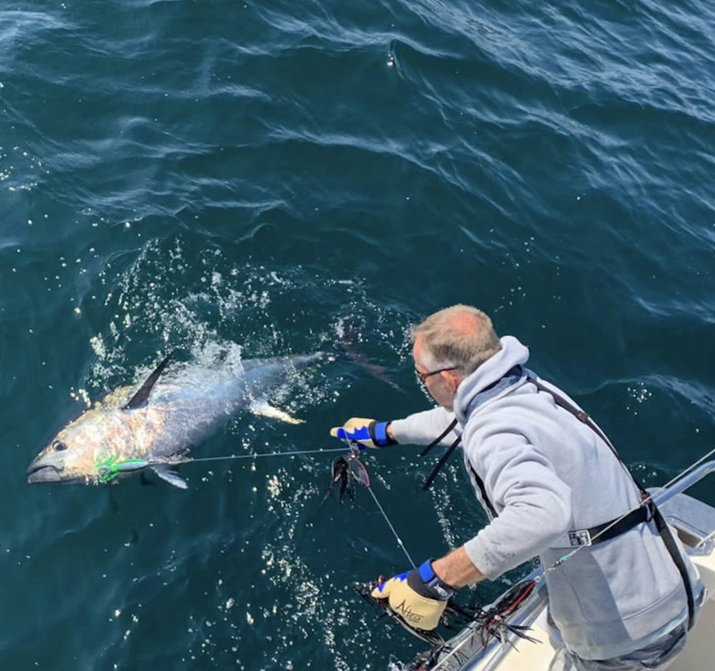 Careful and swift action is required when unhooking and releasing tuna