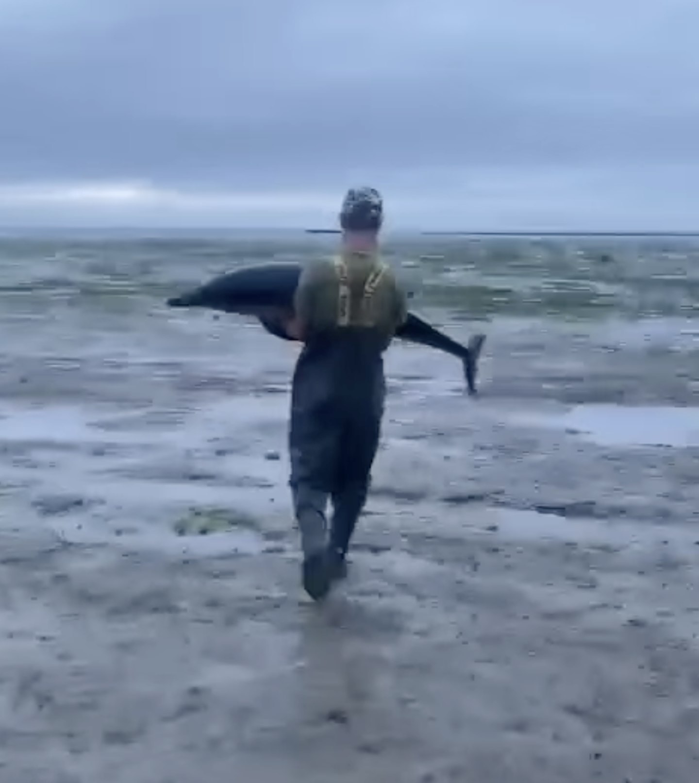 A sensational effort from Steve to save the dolphin