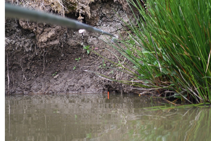 The mudline is a great place to target carp