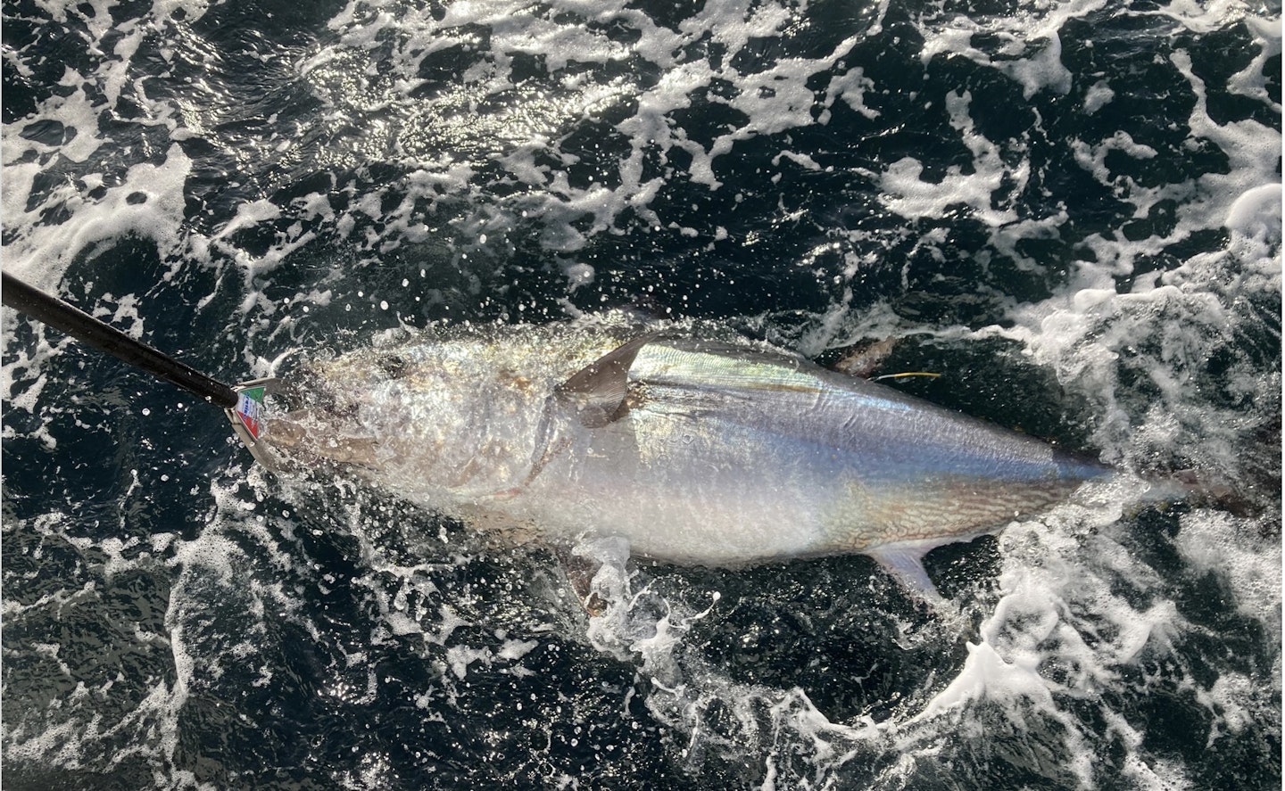 bluefin tuna really are a magnificent fish to behold