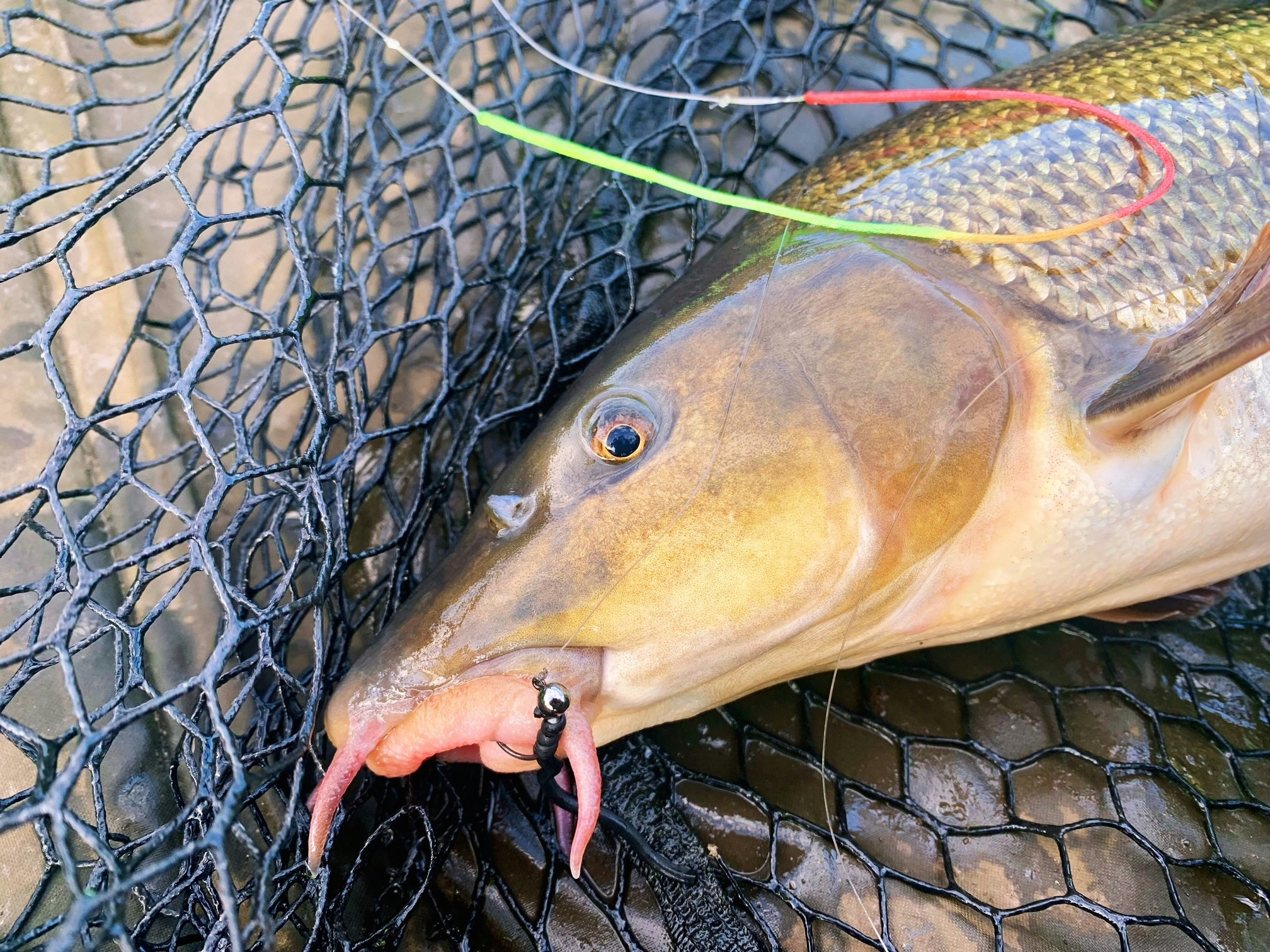 Barbel are very obliging to taking a fly