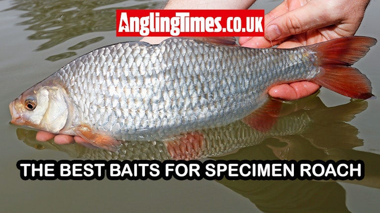 The best baits for specimen roach | Angling Times