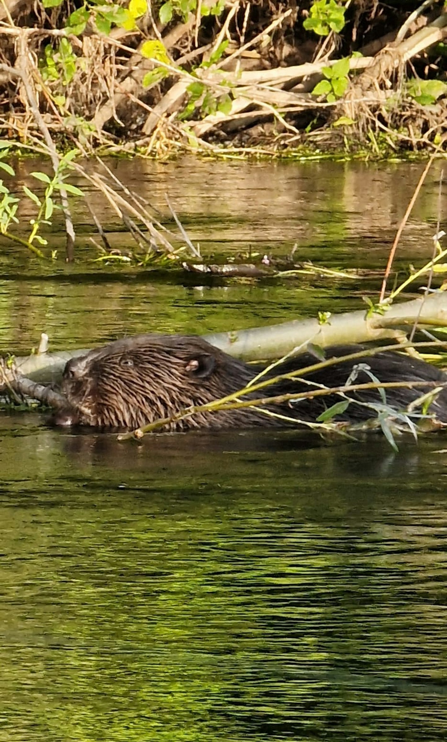 The beaver spotted on the Hampshire Avon