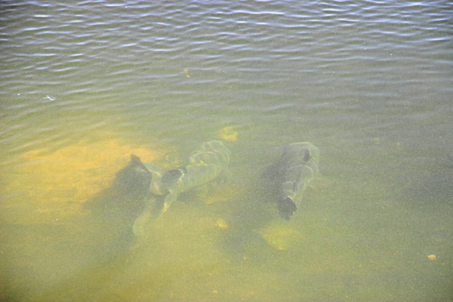 Coloured water is a sign of feeding carp