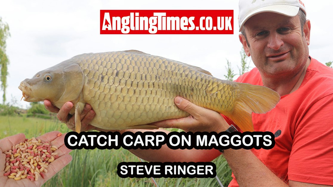 Steve Ringer Reels How to catch commercial carp on maggots | Steve Ringer | Angling Times