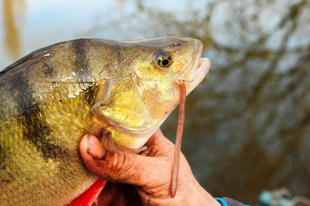 Fish can’t resist British-bred Perky Worms | Angling Times