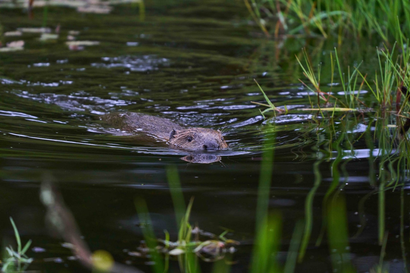 Beavers are definitely on the increase in the UK