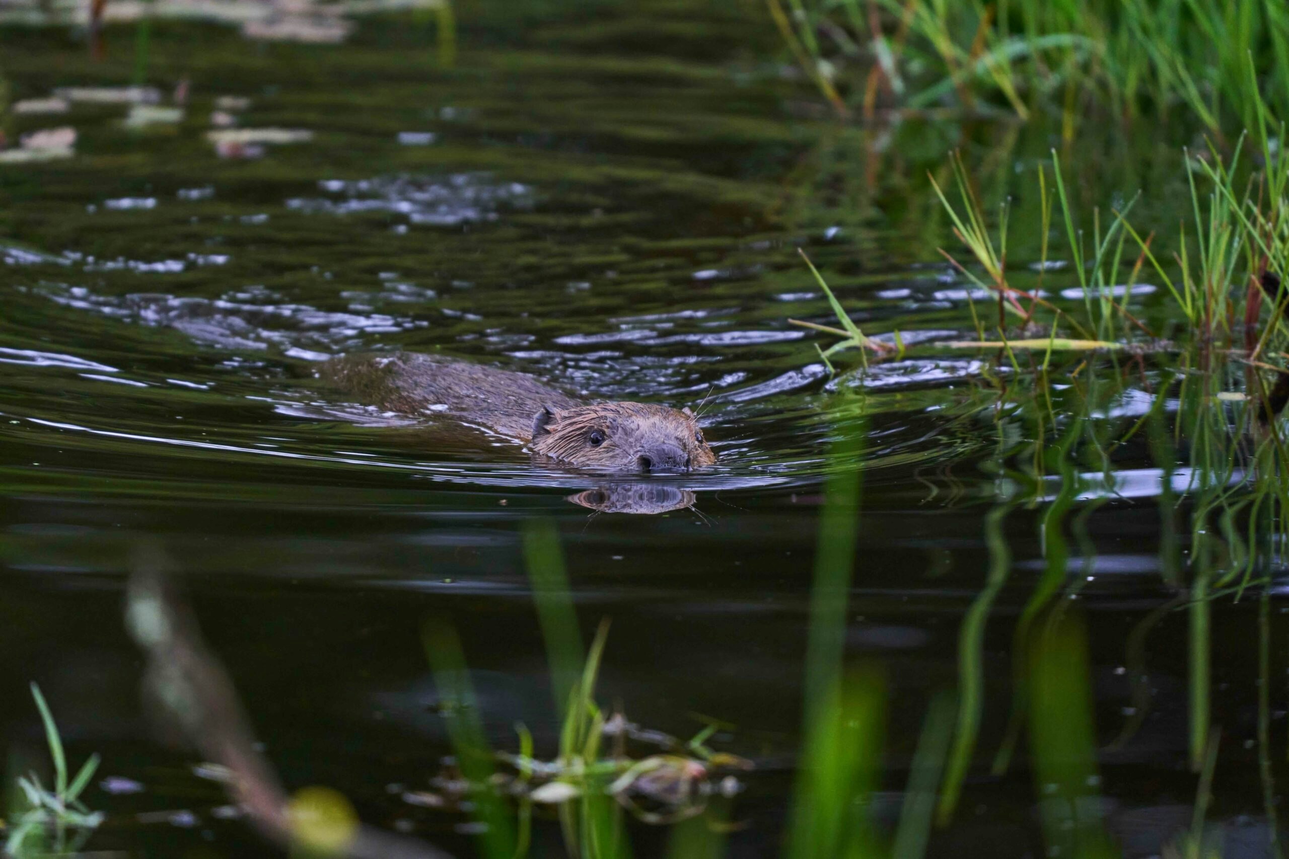 Beavers are definitely on the increase in the UK