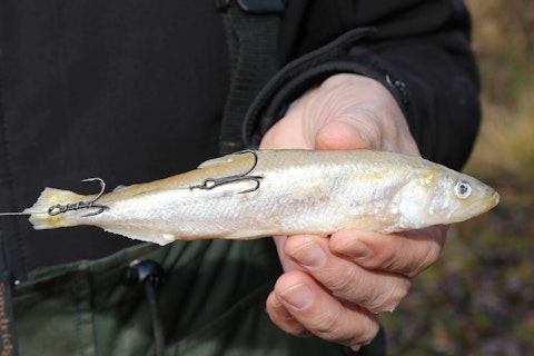 Fishing for pike How to choose the best deadbaits Angling Times