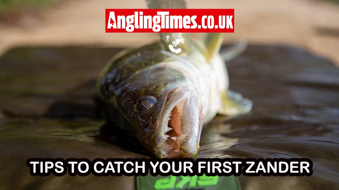 how to catch zander: tips and tackle