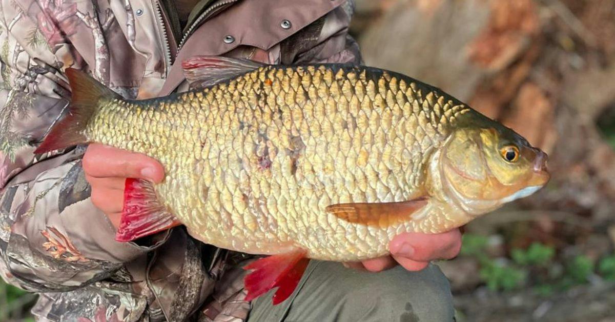 Prebaiting results in superb late season rudd capture | Angling Times