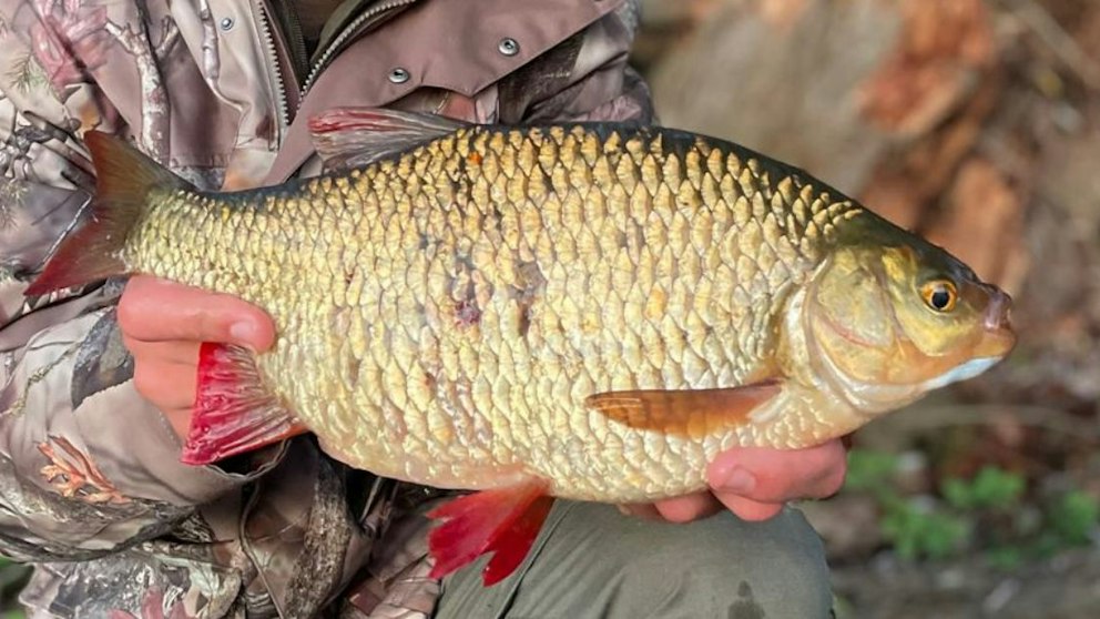 Italian Rudd Prebaiting results in superb late season rudd capture | Angling Times