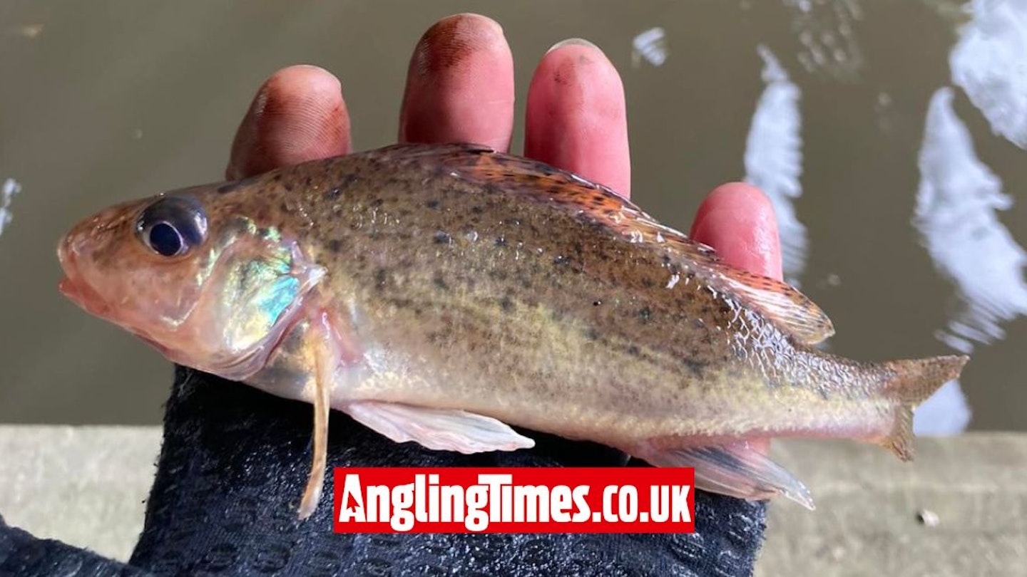 This huge ruffe was potentially a British Record fish | Angling Times